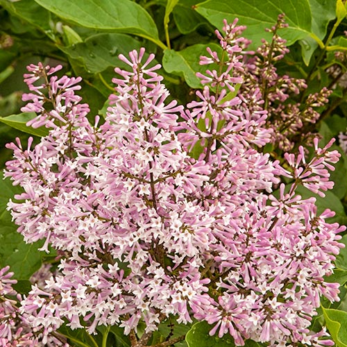 Šeřík Miss Kim, P9 obrázek 1 artikel 9161