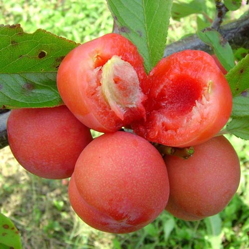 Slivoň Jamaica, С2 obrázek 1 artikel 4309