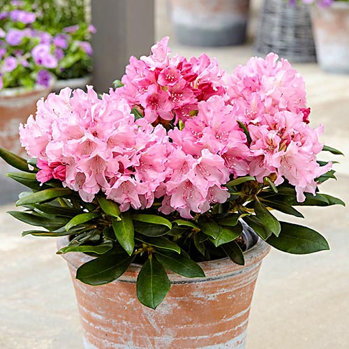 Rododendron Hania, P9 artikel fotografie 1 Rododendron Hania, P9 obrázek 1 artikel 9092