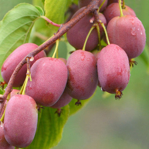 Aktinidie čínská Purpurna Sadowa artikel fotografie 1 Aktinidie čínská Purpurna Sadowa obrázek 1 artikel 9315