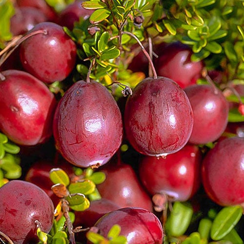 Klikva velkoplodá Ben Lear, P9 obrázek 1 artikel 9234