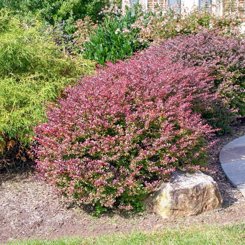 Dřišťál Thunbergův Carmen artikel fotografie 1 Dřišťál Thunbergův Carmen obrázek 1 artikel 9557