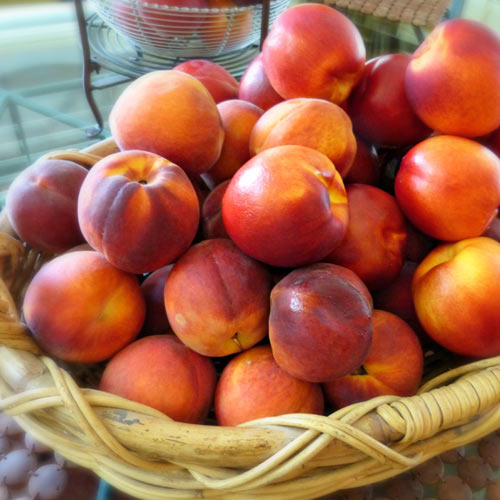 Nekrarinka Orion artikel fotografie 1 Nekrarinka Orion obrázek 1 artikel 7983