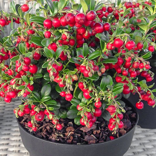 Klikva velkoplodá Stevens obrázek 1 artikel 9236