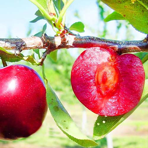 Slivoň New Set artikel fotografie 1 Slivoň New Set obrázek 1 artikel 7959