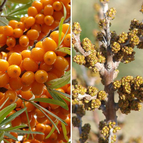 Rakytník řešetlákový Oranžová síla: samec (1) + samice (1) obrázek 1 artikel 9253