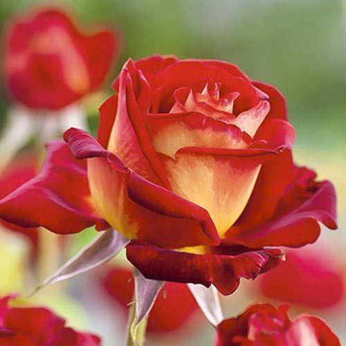 Růže velkokvětá Bicolette, root ball obrázek 2 artikel 2106