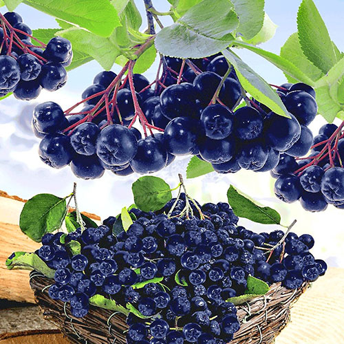 Aronie Viking obrázek 1 artikel 9205