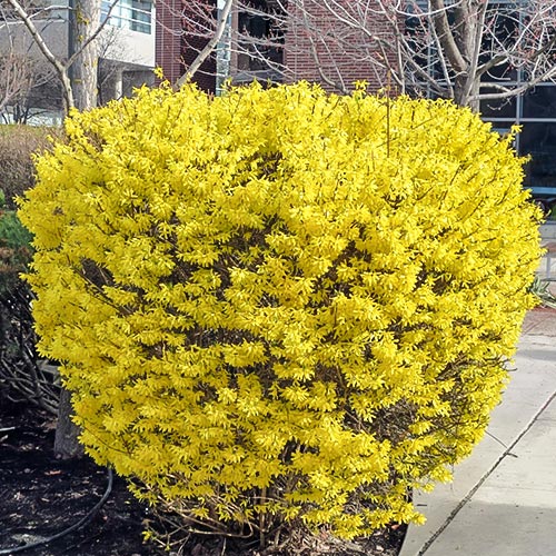 Zlatice Goldrausch artikel fotografie 1 Zlatice Goldrausch obrázek 1 artikel 9183