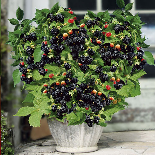 Ostružina Pitic obrázek 1 artikel 7694