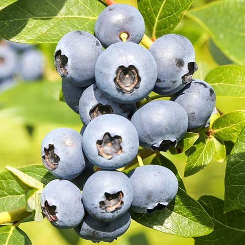 Borůvka Reka obrázek 1 artikel 9326