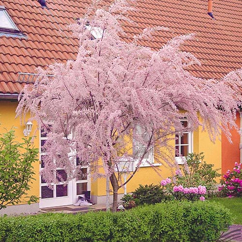 Tamaryšek malokvětý, P9 artikel fotografie 1 Tamaryšek malokvětý, P9 obrázek 1 artikel 9102