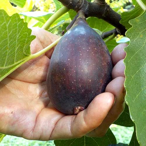 Fíkovník Black Mission, С2 obrázek 1 artikel 6928