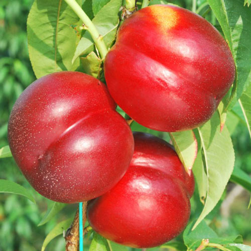 Nekrarinka Madego, С2 obrázek 1 artikel 7980