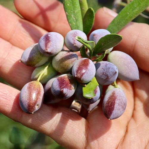 Olivovník oroneiki obrázek 1 artikel 4289