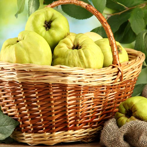 Kdoule Smyrni obrázek 1 artikel 6943