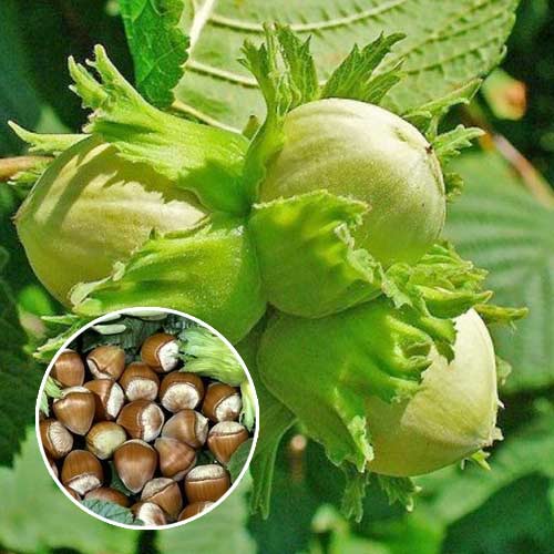 Líska barcelonská, С2 obrázek 1 artikel 7037