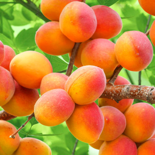 Mandloň Self-fertile obrázek 1 artikel 4274