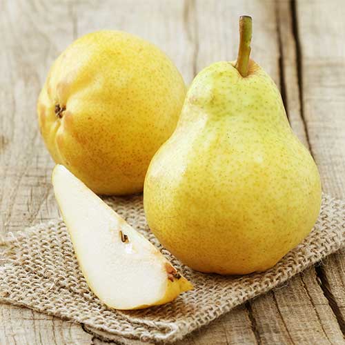 Hrušeň Highland obrázek 1 artikel 7952