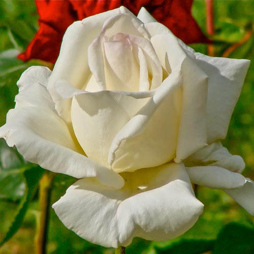 Růža velkokvětá Mount Shasta artikel fotografie 1 Růža velkokvětá Mount Shasta obrázek 1 artikel 2291