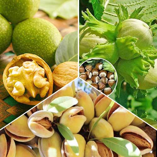 Super nabídka! Sada vlašských ořechů, 3 sazenice obrázek 1 artikel 6944