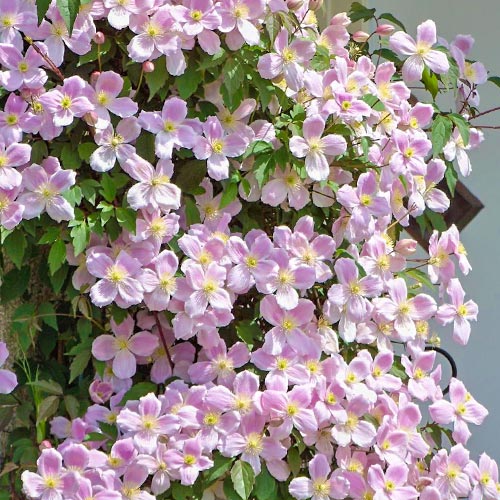 Plamének Elizabeth artikel fotografie 1 Plamének Elizabeth obrázek 1 artikel 9053