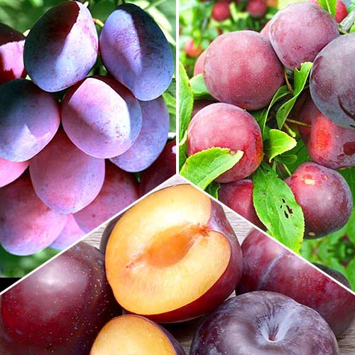 Super nabídka! Sada švestkových trií, 3 sazenice obrázek 1 artikel 4315