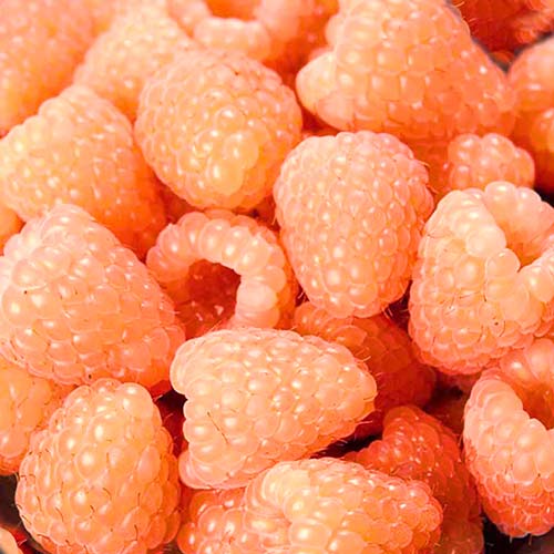 Malina Orange Giant obrázek 1 artikel 7537