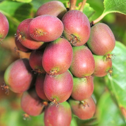 Aktinidie čínská Adam artikel fotografie 1 Aktinidie čínská Adam obrázek 1 artikel 9241