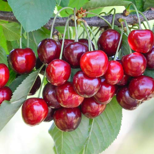 Třešeň Her Torra artikel fotografie 1 Třešeň Her Torra obrázek 1 artikel 4278