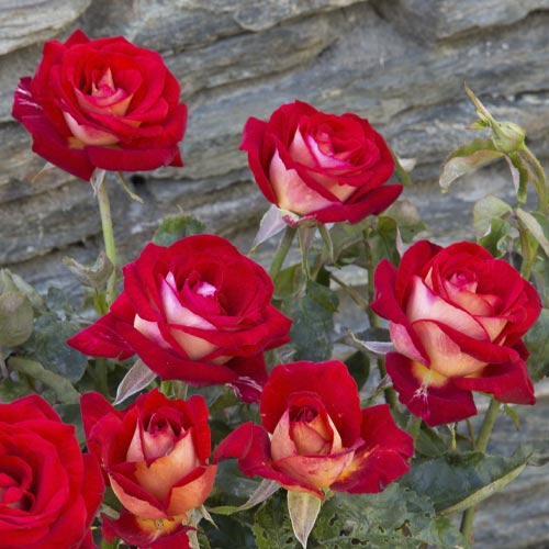 Růže velkokvětá Bicolette, root ball obrázek 3 artikel 2106