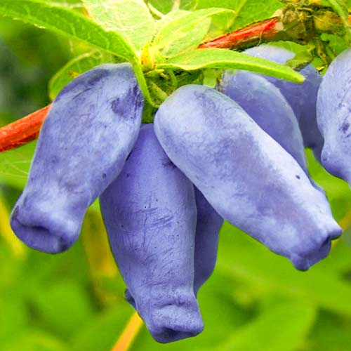 Zimolez kamčatský Zojka artikel fotografie 1 Zimolez kamčatský Zojka obrázek 1 artikel 9329