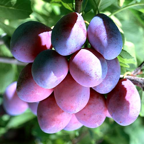 Slivoň Stanley, С2 obrázek 1 artikel 4314