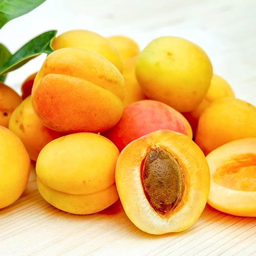 Meruňka Epidaurus obrázek 1 artikel 4275