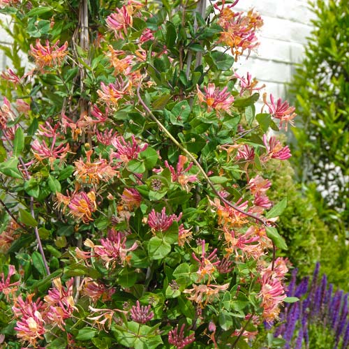 Zimolez Hecrotti artikel fotografie 1 Zimolez Hecrotti obrázek 1 artikel 9177