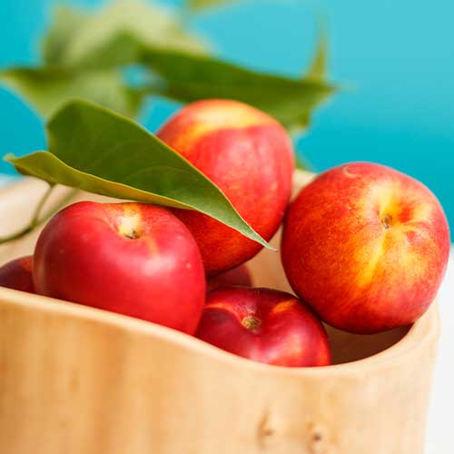 Nekrarinka Star Coral obrázek 1 artikel 7979