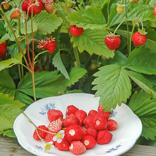 Jahoda Lesní Alexandria obrázek 1 artikel 9607