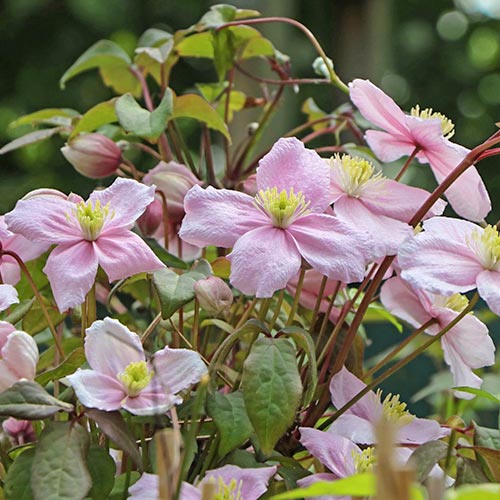 Plamének Grandiflora artikel fotografie 1 Plamének Grandiflora obrázek 1 artikel 9052