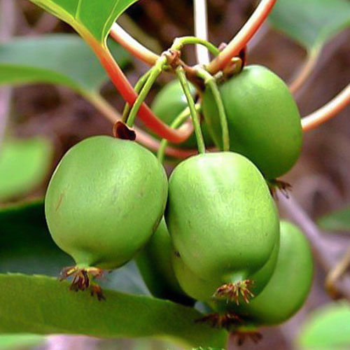 Aktinidie čínská Sentyabraskaya artikel fotografie 1 Aktinidie čínská Sentyabraskaya obrázek 1 artikel 9316