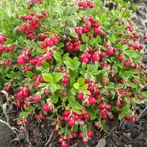 Brusnice Koralle artikel fotografie 1 Brusnice Koralle obrázek 1 artikel 9207