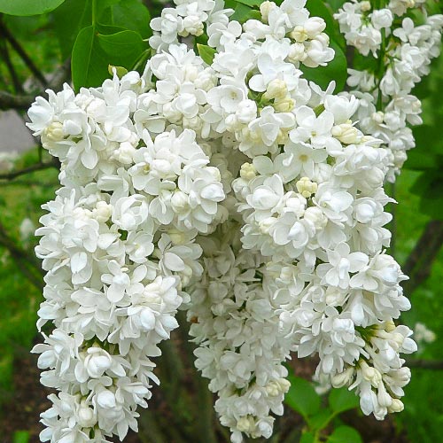 Šeřík Miss Ellen Willmot artikel fotografie 1 Šeřík Miss Ellen Willmot obrázek 1 artikel 9162