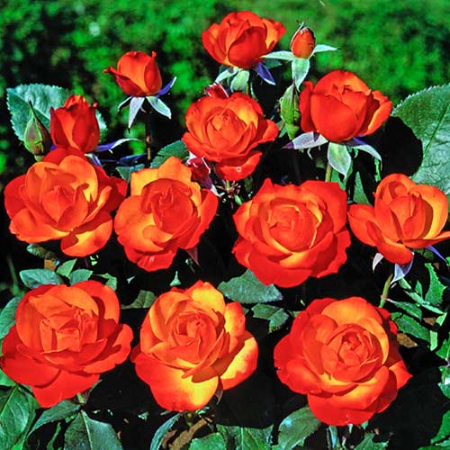 Růže pnouca Tempi Moderni®, C5 obrázek 1 artikel 5492