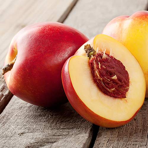 Nekrarinka Orlando obrázek 1 artikel 4288