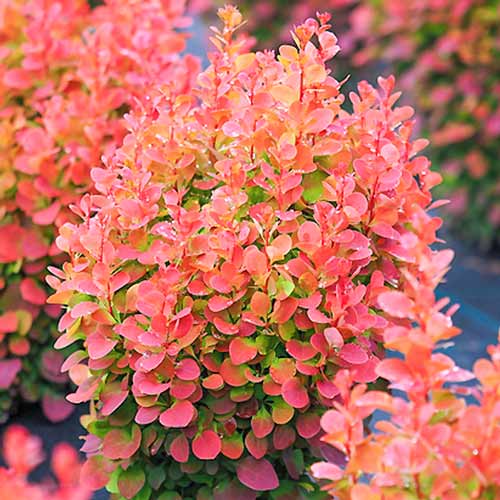 Dřišťál Thunbergův Red Chief, P9 artikel fotografie 1 Dřišťál Thunbergův Red Chief, P9 obrázek 1 artikel 9002