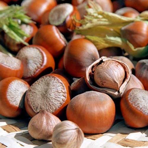 Líska Jefferson obrázek 1 artikel 6933