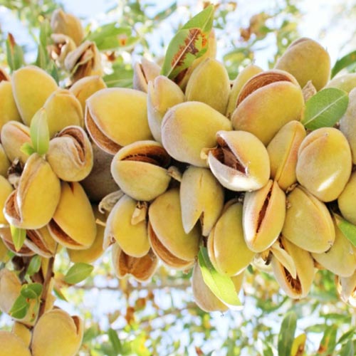 Mandloň Barreta obrázek 1 artikel 7948