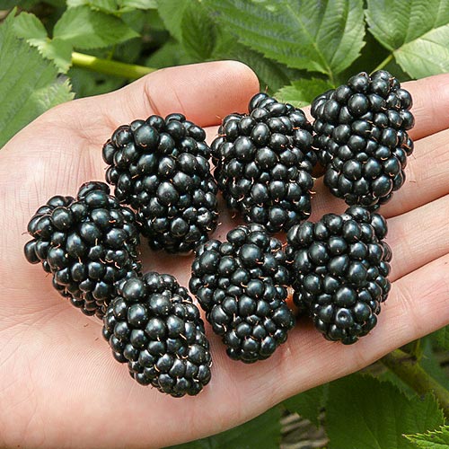 Ostružina Thornfree artikel fotografie 1 Ostružina Thornfree obrázek 1 artikel 7695