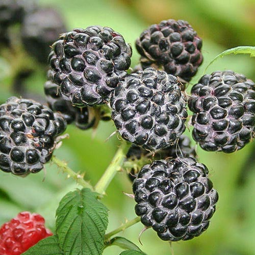 Malina čierna obrázek 1 artikel 7696