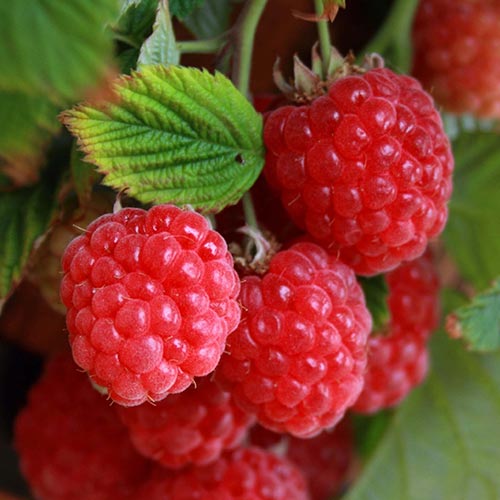 Malina Pitic artikel fotografie 1 Malina Pitic obrázek 1 artikel 7697