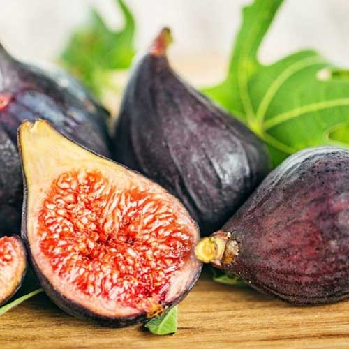 Fíkovník Royal Black obrázek 1 artikel 6929